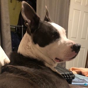 Meet your Posher, Jackson